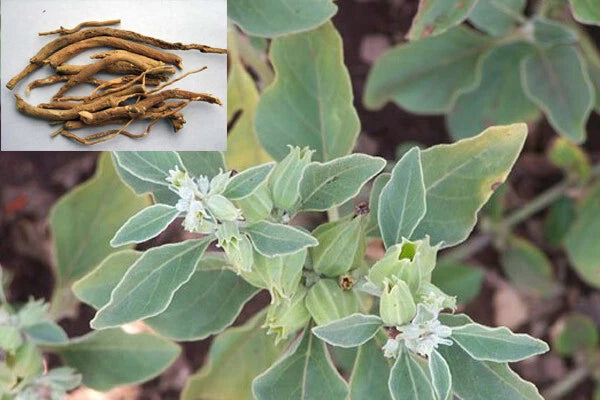 🌿 Ashwagandha Pure Herbal Oil Benefits
