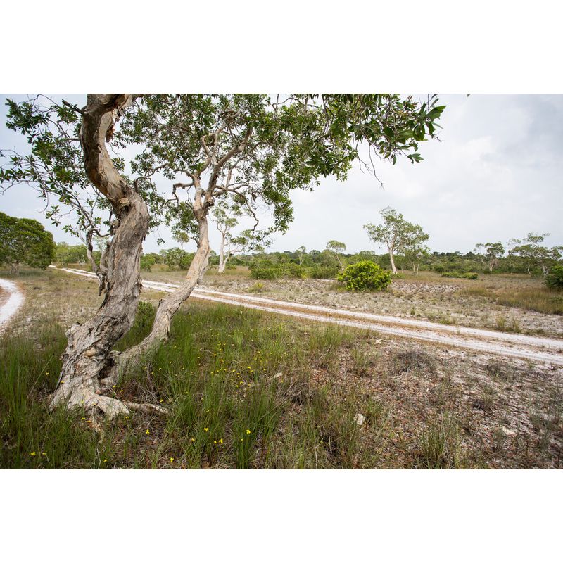 Oil of Cajeput (4oz.)